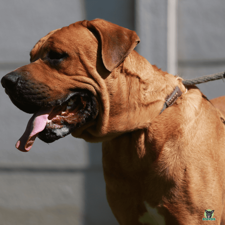 Tosa Inu Staffordshire Bullterrier schaut