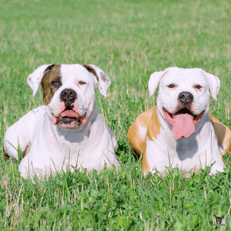zwei American Bulldog liegen auf einer Wiese zwei American Bulldog liegen auf einer Wiese