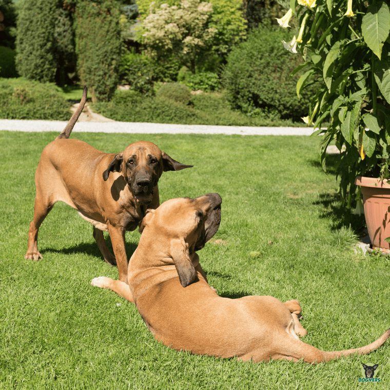 zwei Fila Brasileiro spielen auf der Wiese zwei Fila Brasileiro spielen auf der Wiese