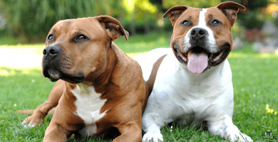 2 American Staffordshire Terrier 2 American Staffordshire Terrier