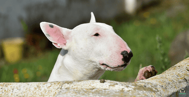 Bullterrier Bullterrier