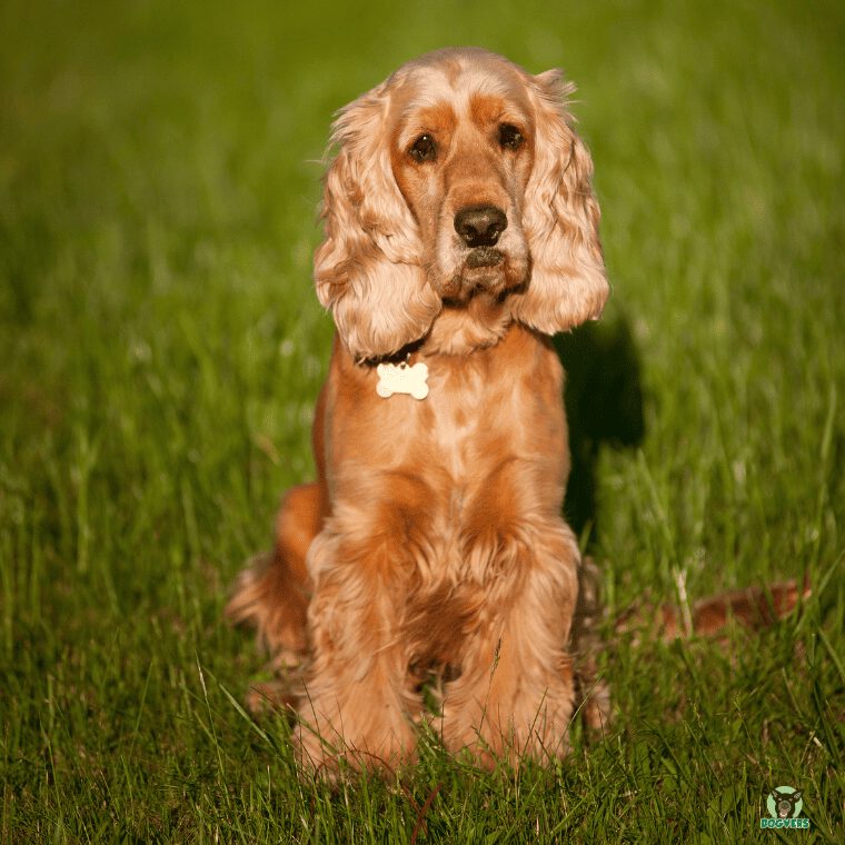 Cocker Spaniel sitzt auf der Wiese Cocker Spaniel sitzt auf der Wiese