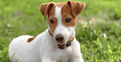 Jack Russel Hunderatgeber Jack Russel Hunderatgeber 1