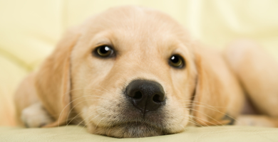 Labrador Retriever Hunderatgeber Labrador Retriever Hunderatgeber