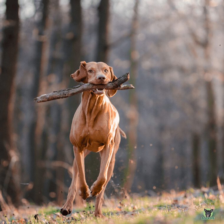 Magyar Vizsla rennt mit Stock in der Schnauze durch Wald Magyar Vizsla rennt mit Stock in der Schnauze durch Wald