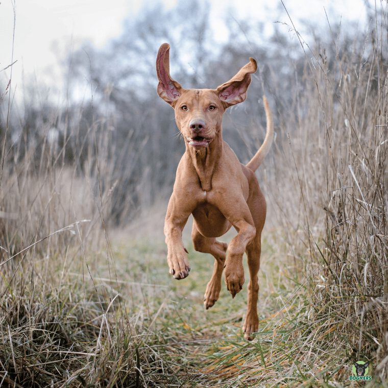 Magyar Vizsla springt durch hohes Gras Magyar Vizsla springt durch hohes Gras