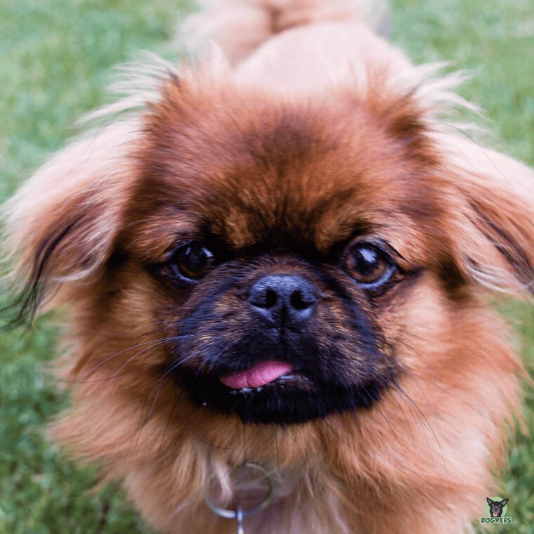 Pekingese Portrait 2 Pekingese Portrait 2