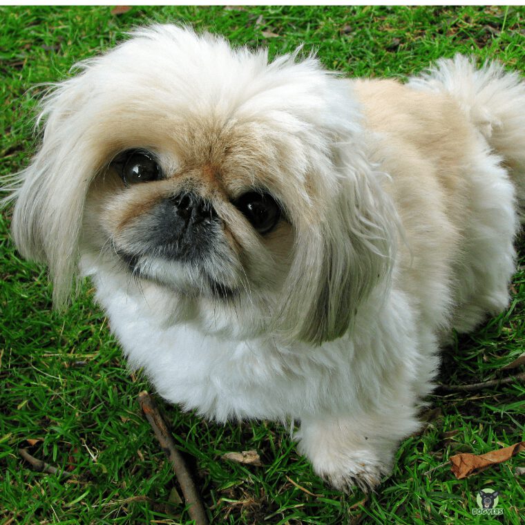 Pekingese Portrait1 Pekingese Portrait1