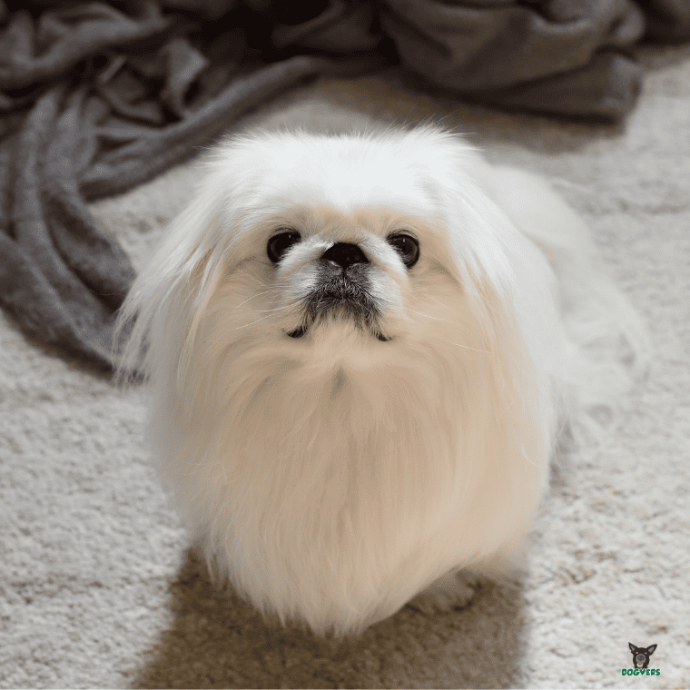 Pekingese langhaar schaut in die Kamera Pekingese langhaar schaut in die Kamera