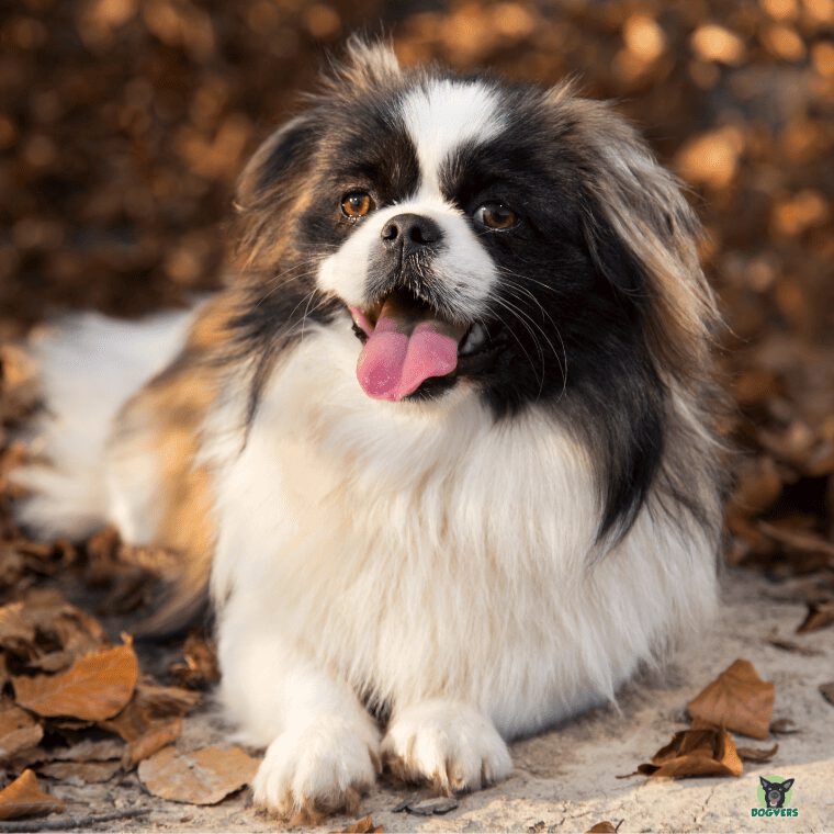 Pekingese liegt am Waldrand in Blättern Pekingese liegt am Waldrand in Blaettern