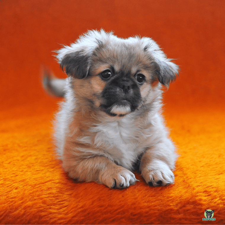 Pekingese liegt auf dem Boden Pekingese liegt auf dem Boden