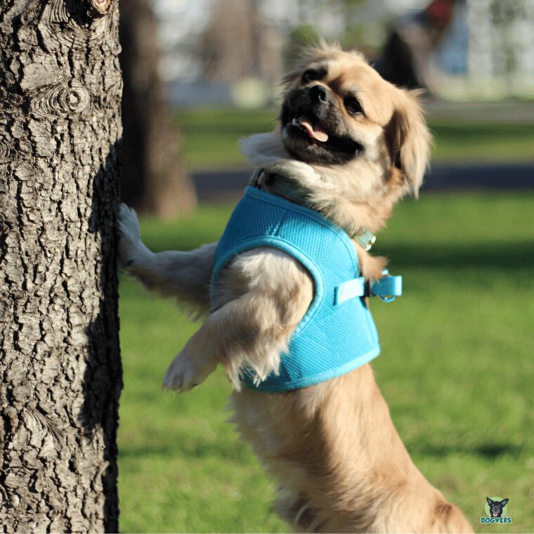 Pekingese steht an einem Baum Pekingese steht an einem Baum