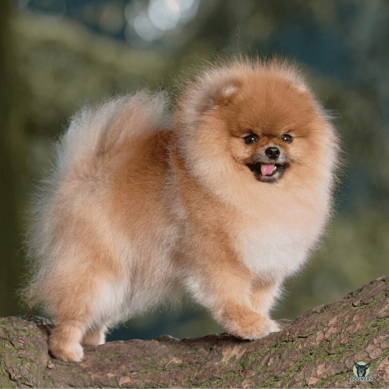 Pomeranian steht auf einem Baumstamm Pomeranian steht auf einem Baumstamm