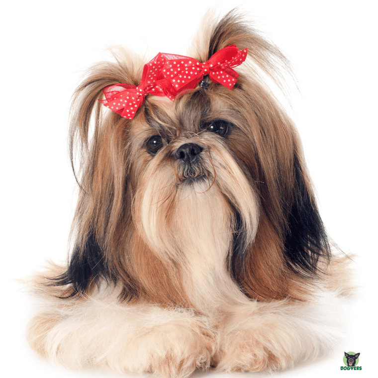 Shih Tzu langhaar mit Schleife im Haar Shih Tzu langhaar mit Schleife im Haar
