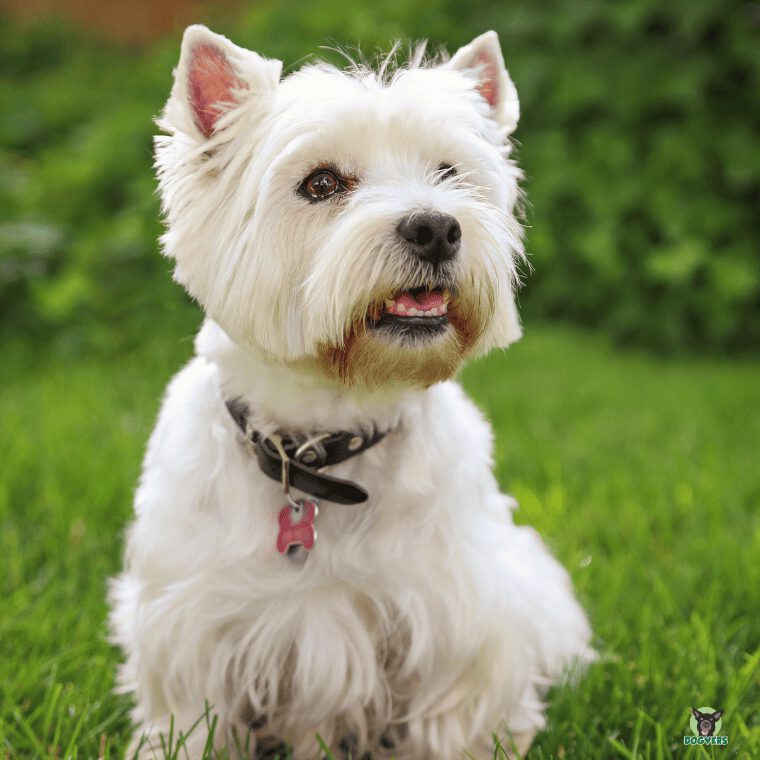 West Highland Terrier Portrait West Highland Terrier Portrait