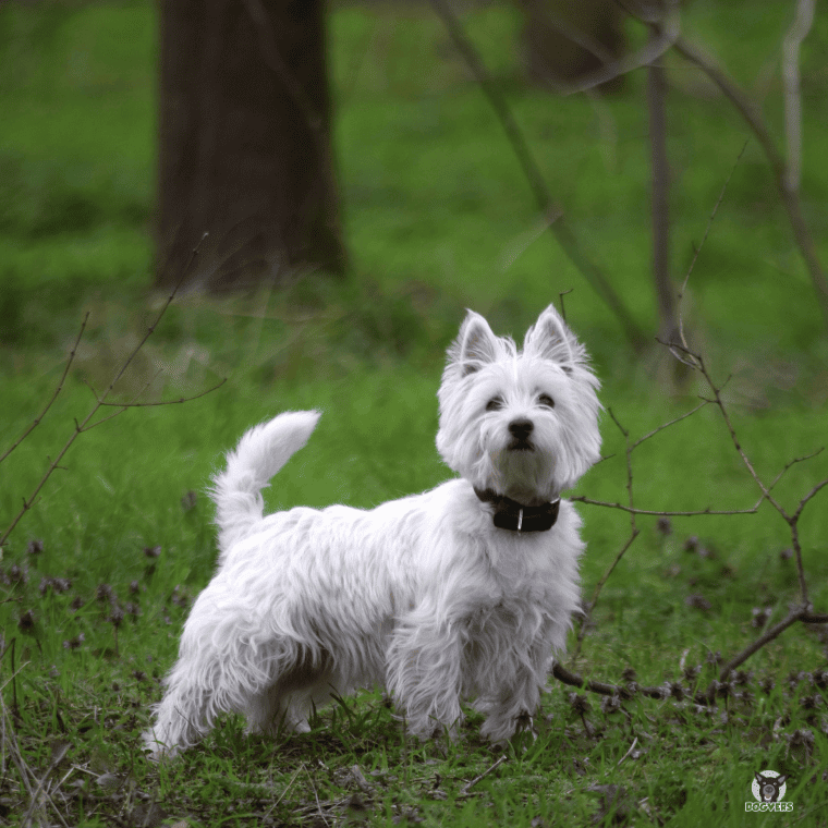 West Highland Terrier im Wald aufmerksam West Highland Terrier im Wald aufmerksam