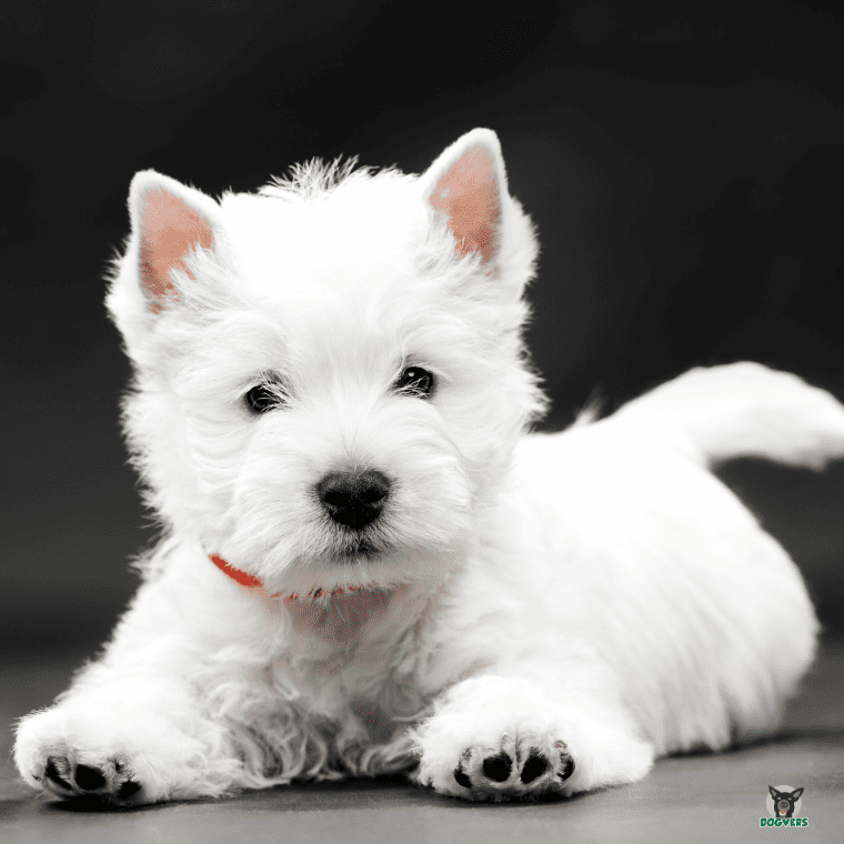 West Highland Terrier liegend auf dem Boden West Highland Terrier liegend auf dem Boden