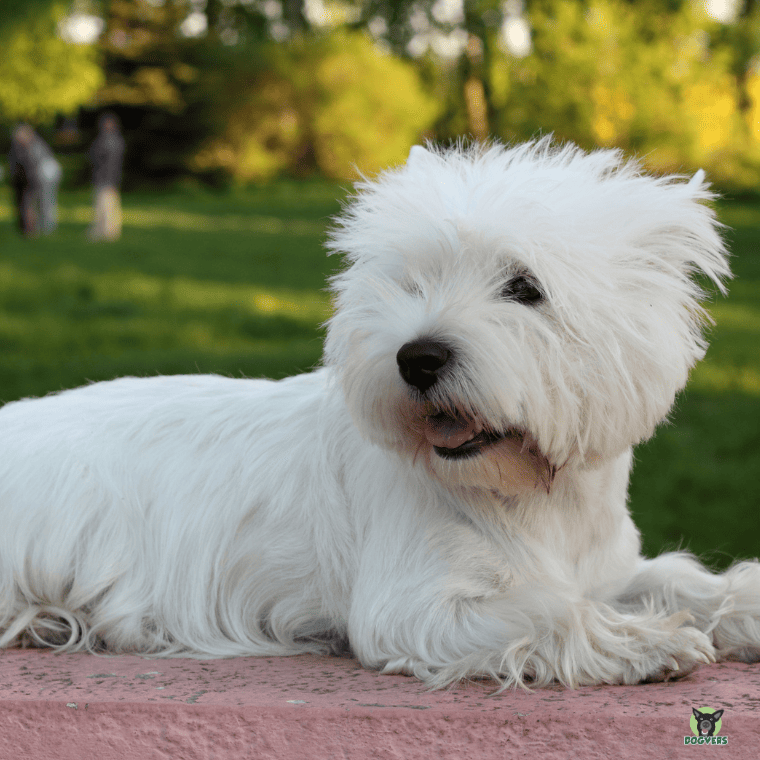 West Highland Terrier liegt an einer Wiese West Highland Terrier liegt an einer Wiese