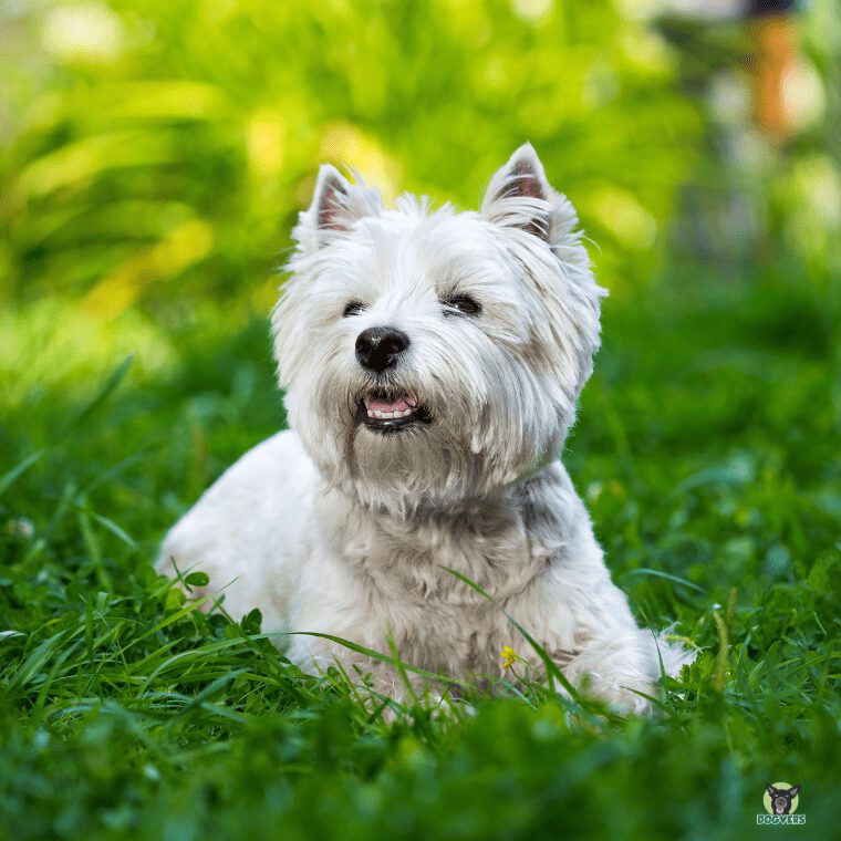 West Highland Terrier schaut liegend in einer Wiese West Highland Terrier schaut liegend in einer Wiese