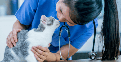 Katze bei Tierärztin bei Untersuchung, Katzenkrankenversicherung Katze bei Tieraerztin bei Untersuchung Katzenkrankenversicherung