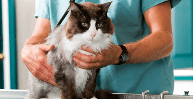 Katze bei Tierärztin wird untersucht wegen Katzen OP Versicherung Katzenratgeber Katze bei Tierärztin Untersuchung wegen Katzen OP Versicherung