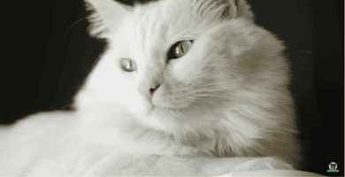 Türkisch Angora Katze Rasse Katze mit verstopfter Nase, ein frühes Anzeichen von Katzenschnupfen.