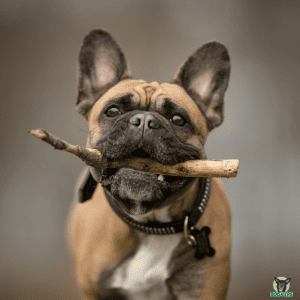 französische Bulldogge Hundeversicherung Französische Bulldogge spielend