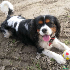 Cavalier King Charles liegend und spielend auf dem Boden, Rassebeschreibung Cavalier King Charles liegend und spielend auf dem Boden Rassebeschreibung