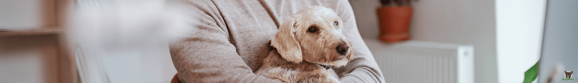Hundehalter schaut mit seinem hund die FAQ´s für Hundekrankenversicherungen an Hundehalter schaut mit seinem hund die FAQ´s fuer Hundekrankenversicherungen an