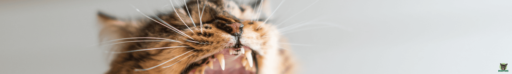 Katze mit Zahnversicherung zeigt ihre Zähne, Zahnversicherung für Katzen der Uelzener FAQ FAQ s Zahnversicherung für Katzen der Uelzener, Katze zeigt ihre weipßen Zähne