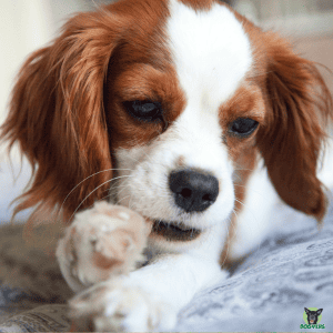 King Charles Cavalier Portraitfoto Rassebeschreibung Cavalier King Charles Spaniel - Diese Rasse hat eine Veranlagung für unterschiedliche Krankheiten, Die Überprüfung der Gesundheit ist wichtig.
