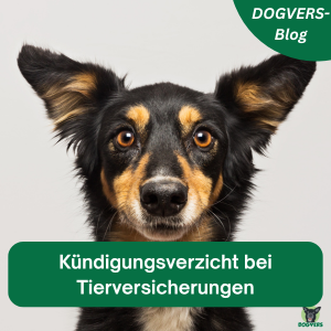 DOGVERS-Blog 8 Kündigungsverzicht bei Tierversicherungen, insbesondere bei Tierkrankenversicherung und Tier-OP-Versicherung, Hund schaut neugierig in die Kamera