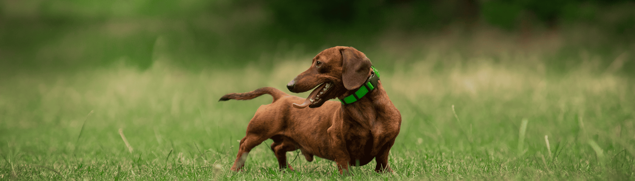 Hundeversicherung für deinen Dackel Dackel schaut auf einer Wiese, Hundversicherung für Dackel