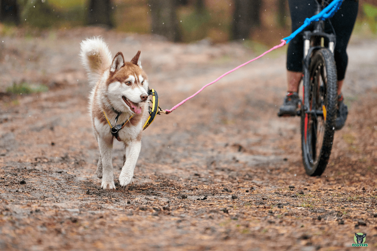 Hund ist mit Halter am Fahrrad gesichert durch eine Leine unterwegs, Hundehaftpflicht schützt bei unfällen Hund ist mit Halter am Fahrrad gesichert durch eine Leine unterwegs Hundehaftpflicht schuetzt bei unfaellen