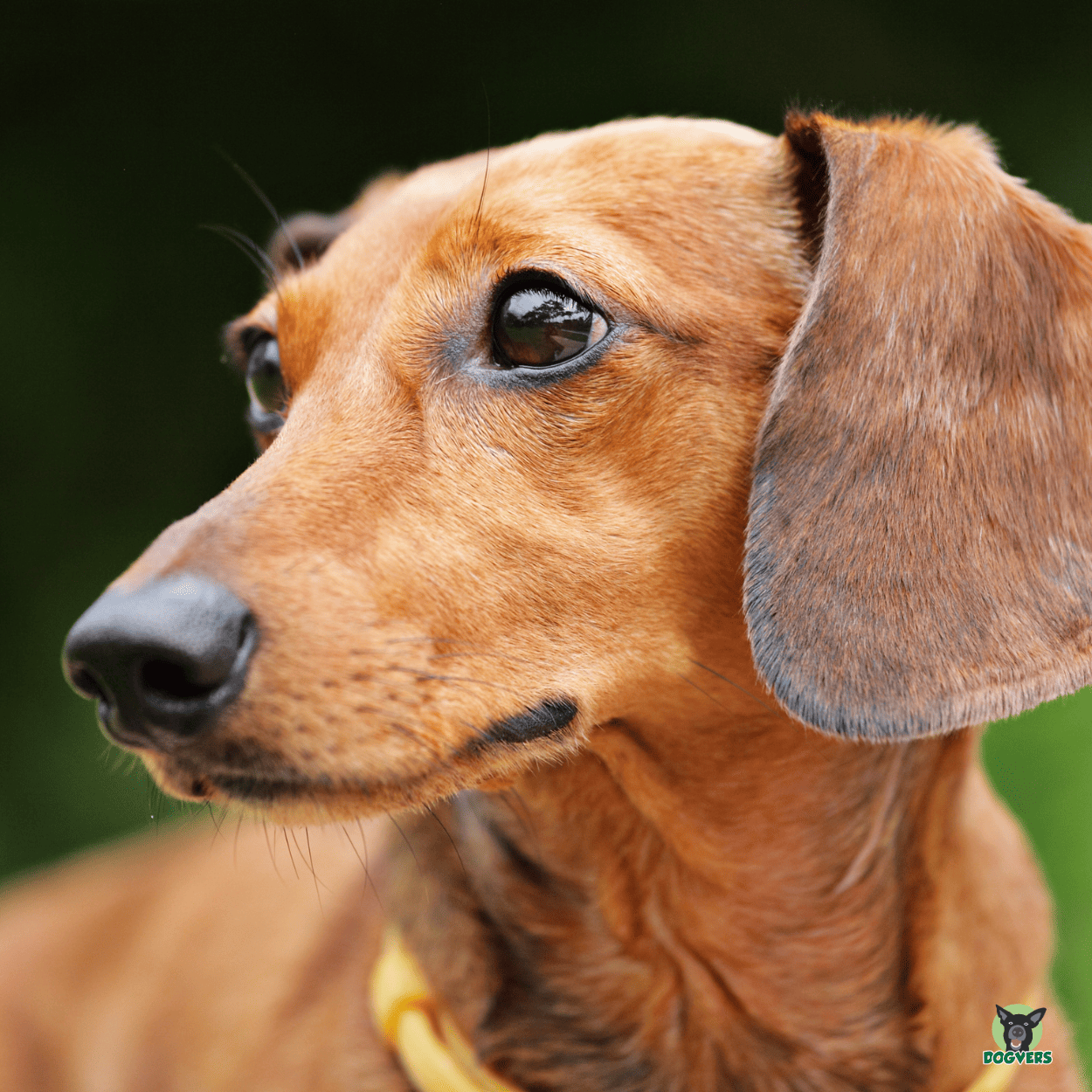 Hundeversicherung für Dackel, die richtige Absicherung für deinen Dackel Dackelversicherungen, die wichtigsten Hundeversicherungen für deinen Dackel