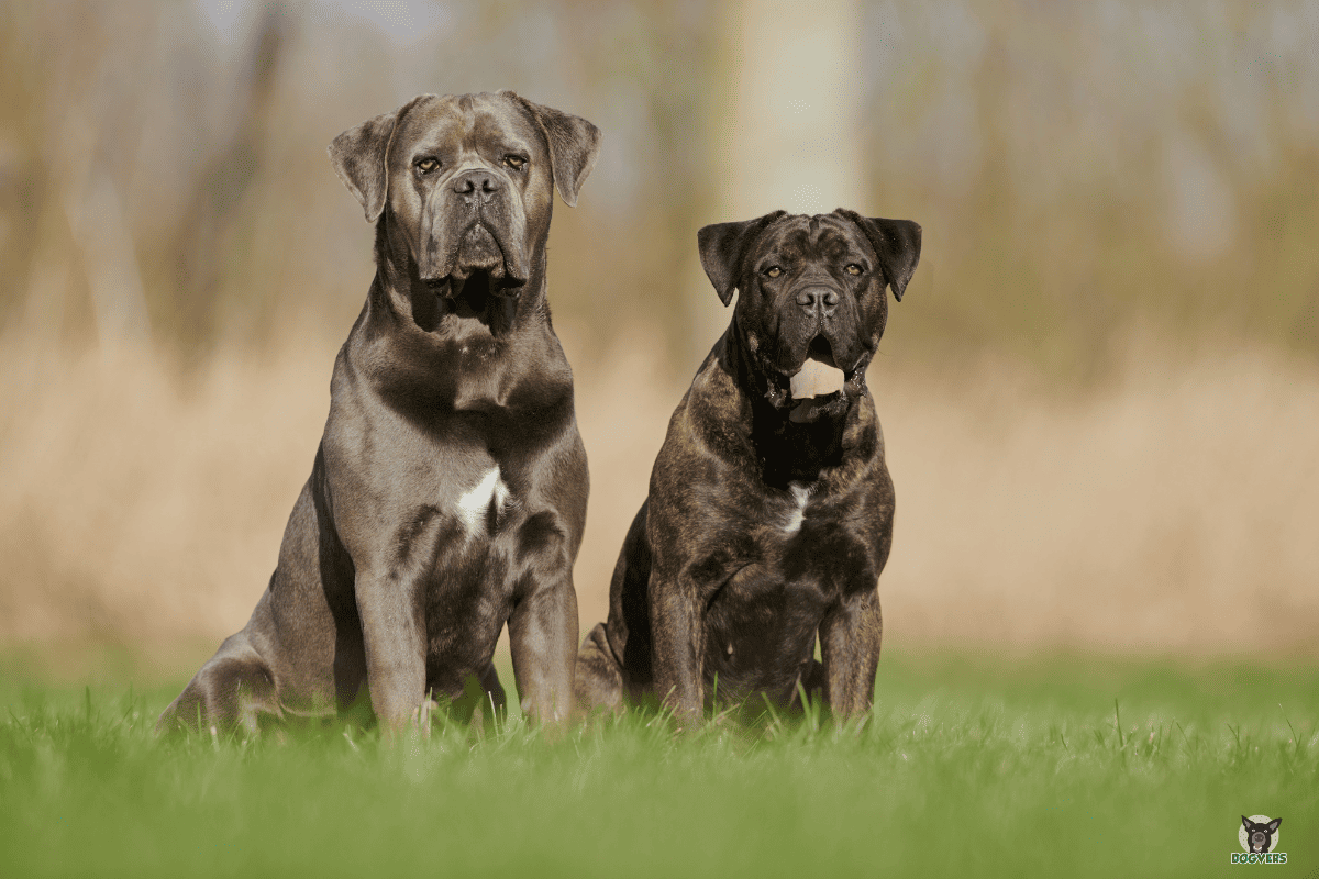 Zwei Listenhunde auf der Wiese, beide mit eine Hundehaftpflicht für Listenhunde abgesichert Zwei Listenhunde auf der Wiese beide mit eine Hundehaftpflicht fuer Listenhunde abgesichert