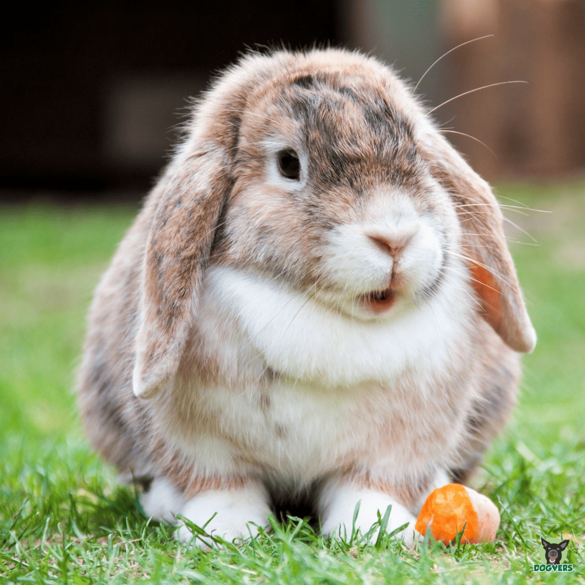 Hase auf der Wiese Kleintierversicherung Hase auf der Wiese Kleintierversicherung