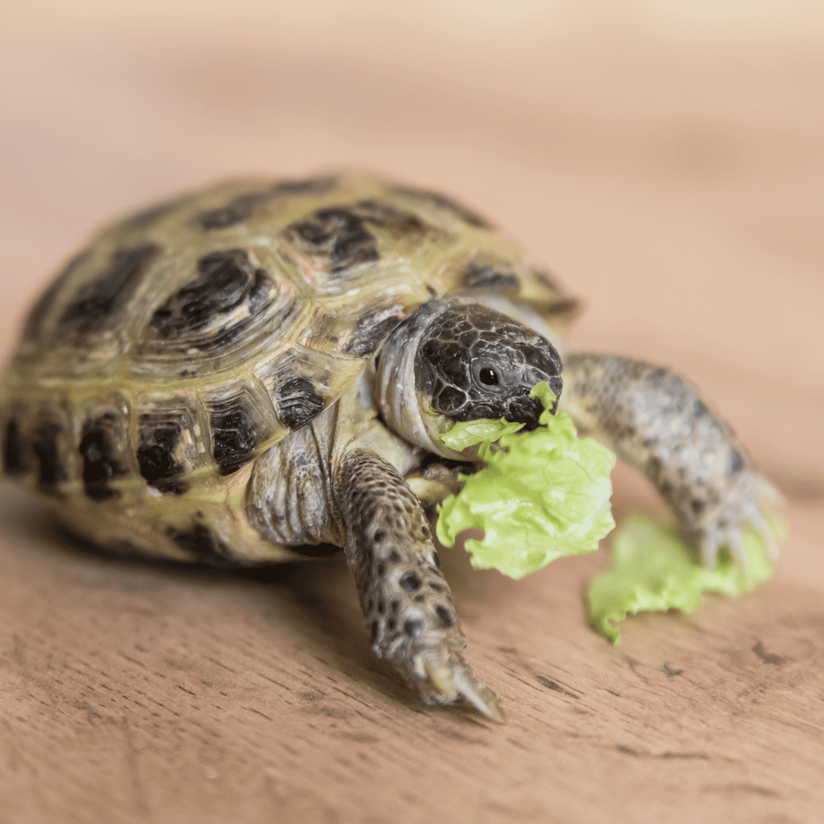Kleintierversicherung Schildkröte frisst Salat Kleintierversicherung Schildkroete frisst Salat