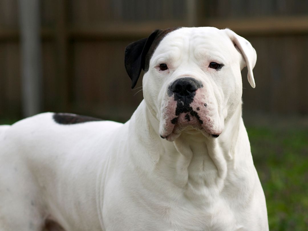 American-Bulldog-Gesundheit Gesunde American Bulldog