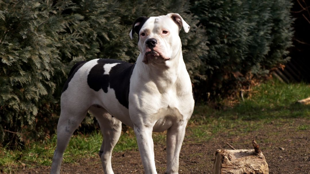American-Bulldog-Haltung-Pflege American Bulldog. Viel Bewegung ist wichtig für die Haltung