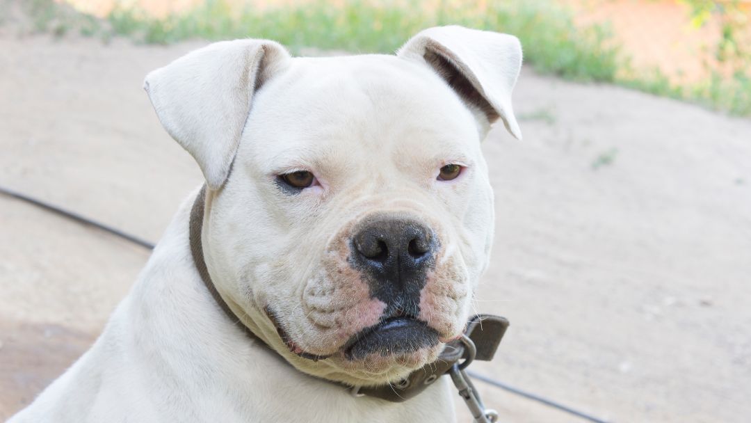 American-Bulldog-Welpe-Charakter American Bulldog Welpe