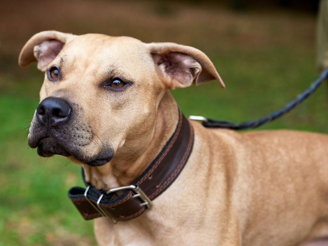 American-Pitbull-Terrier-Wesen-charakter Freundlicher American Pit Bull Terrier
