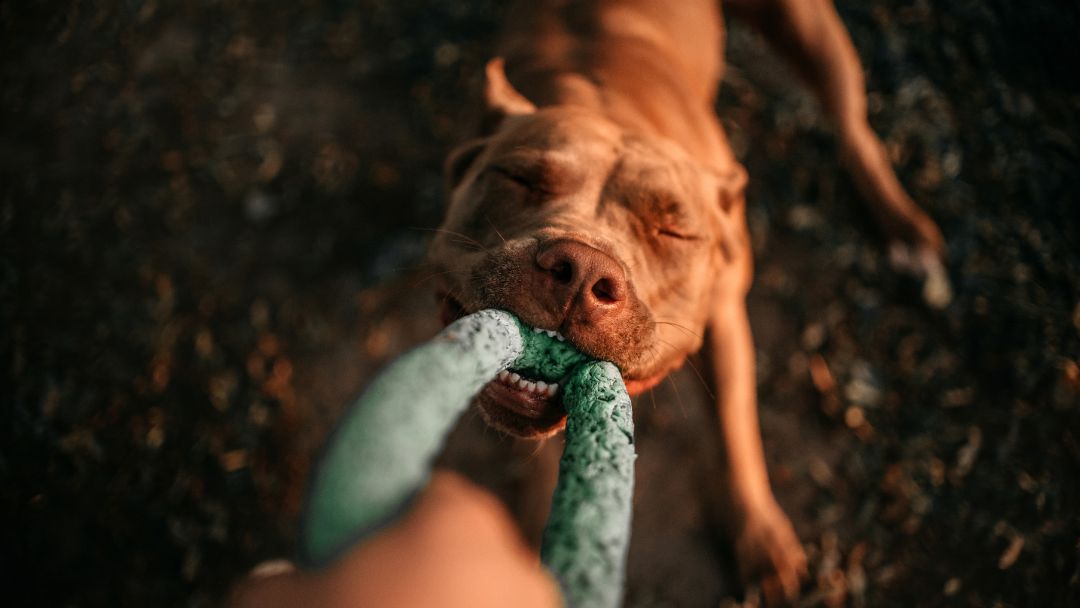 American-Pitbull-Terrier-aktivität-pflege American Pit Bull Terrier spielt mit seinem Besitzer. Diese Rasse benötigt viel Bewegung. Das ist bei der Pflege und Haltung wichtig.