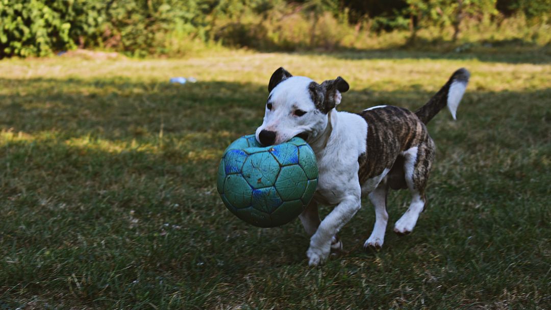 American-Pitbull-Terrier-welpen-gesundheit Gesunder und glücklicher American Pit Bull Terrier Welpen trägt einen großen Ball im Mund.