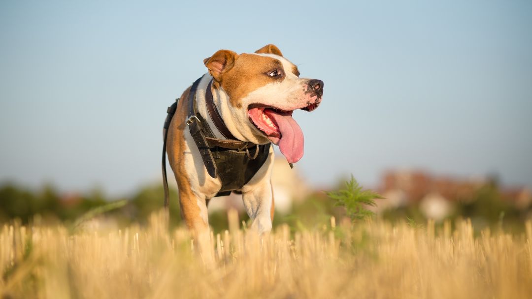American-Staffordshire-Terrier-charakter-haltung Freundlicher American-Staffordshire-Terrier beim Spaziergang