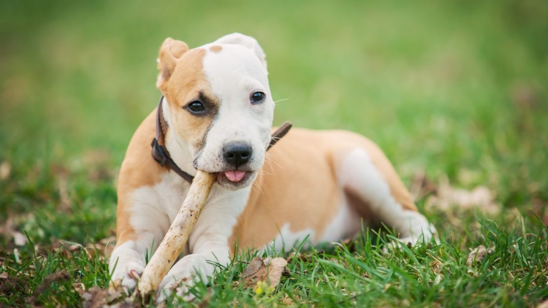 American-Staffordshire-Terrier-welpen-zucht Süßer und lieber American-Staffordshire-Terrier-Welpe.