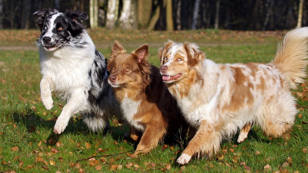 Australian-Shepherd-Gesundheit-zucht Drei unterschiedliche und gesunde Australian Shepherds.