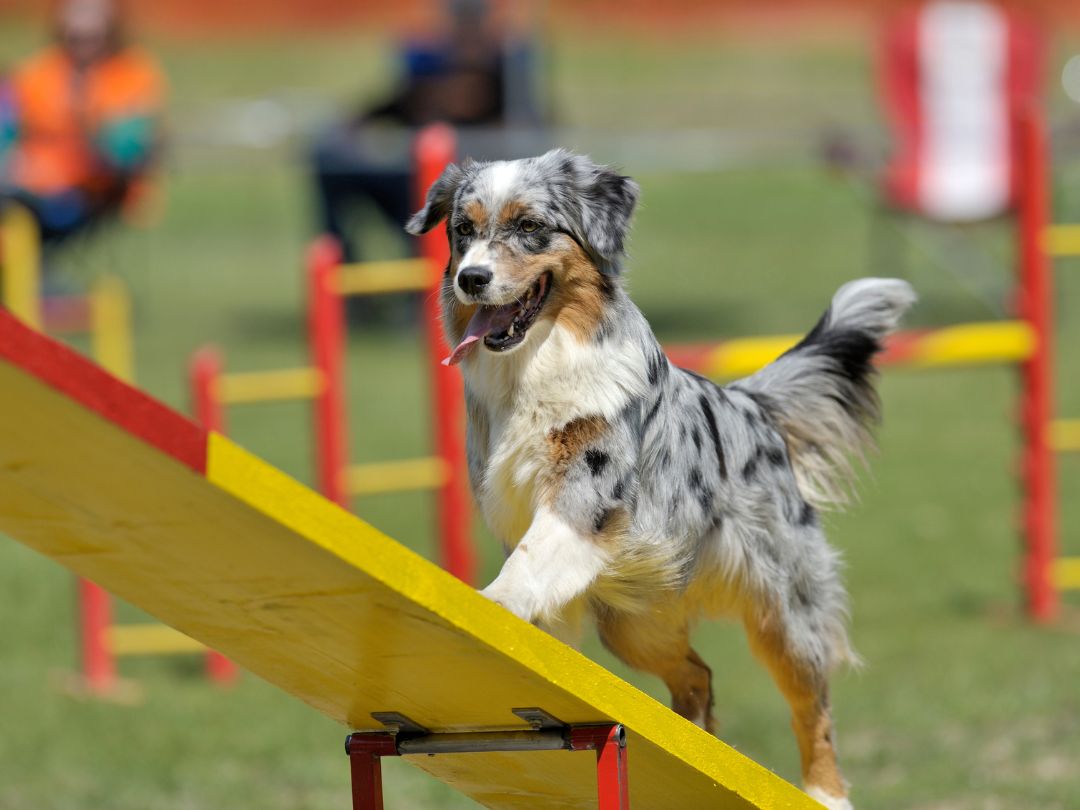 Australian-Shepherd-Pflege-aktivität Australian Shepherd beim Agility. Diese Rasse braucht viel Bewegung und Aktivität. Das ist wichtig für die Pflege