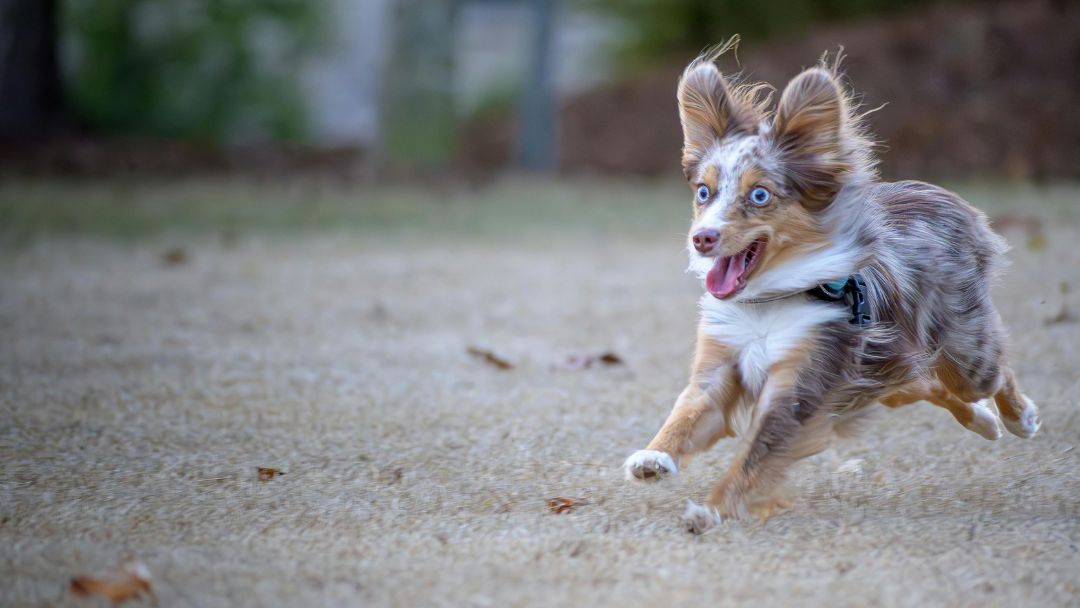Australian-Shepherd-welpen-erziehung-training Fröhlicher Australian Shepherd, Welpe rennt. Diese Rasse benötigt eine gute und ausgeglichene Erziehung.