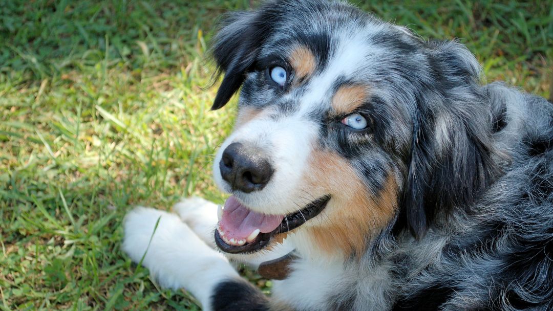 Australian-Shepherd-wesen-charakter Freundlicher Australian-Shepherd, diese Rasse hat ein liebes Wesen.